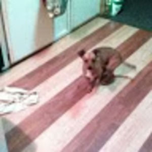 Meet your Posher, Harold